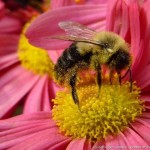 bee on flower pest cemetery 150x150 Where have all the bees gone?