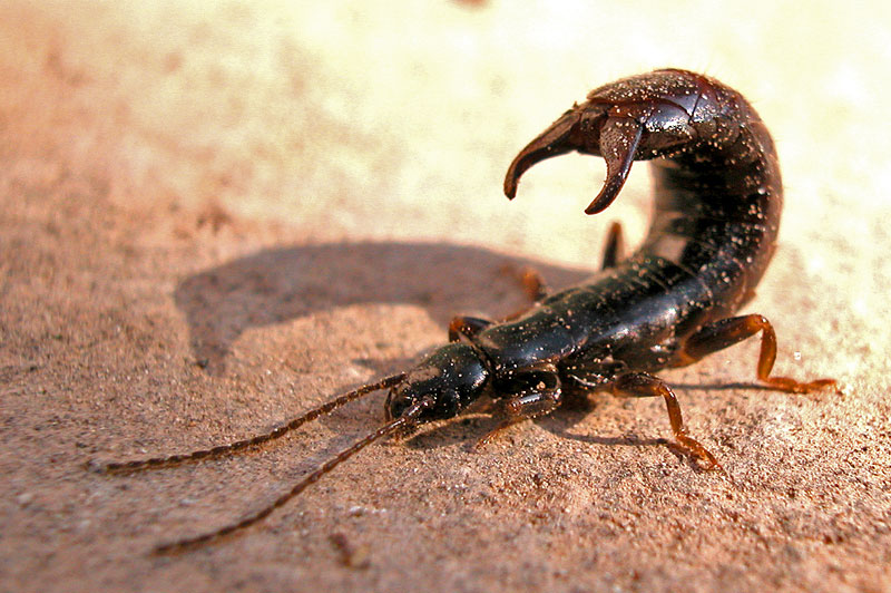 How I learned to love the evil looking earwig The Week