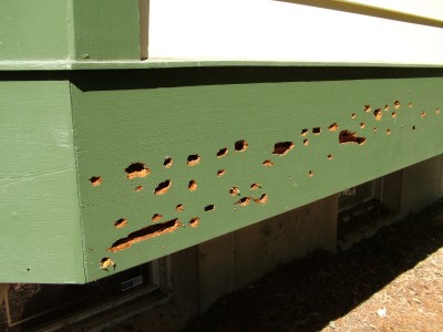 Carpenter Bees Holes