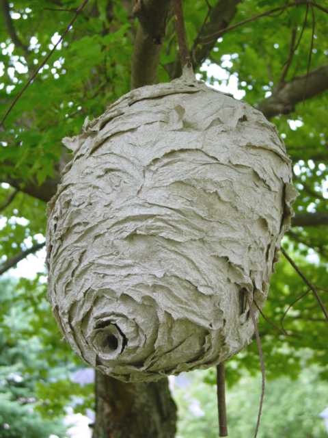 wasps and hornets. Bald Faced Hornets