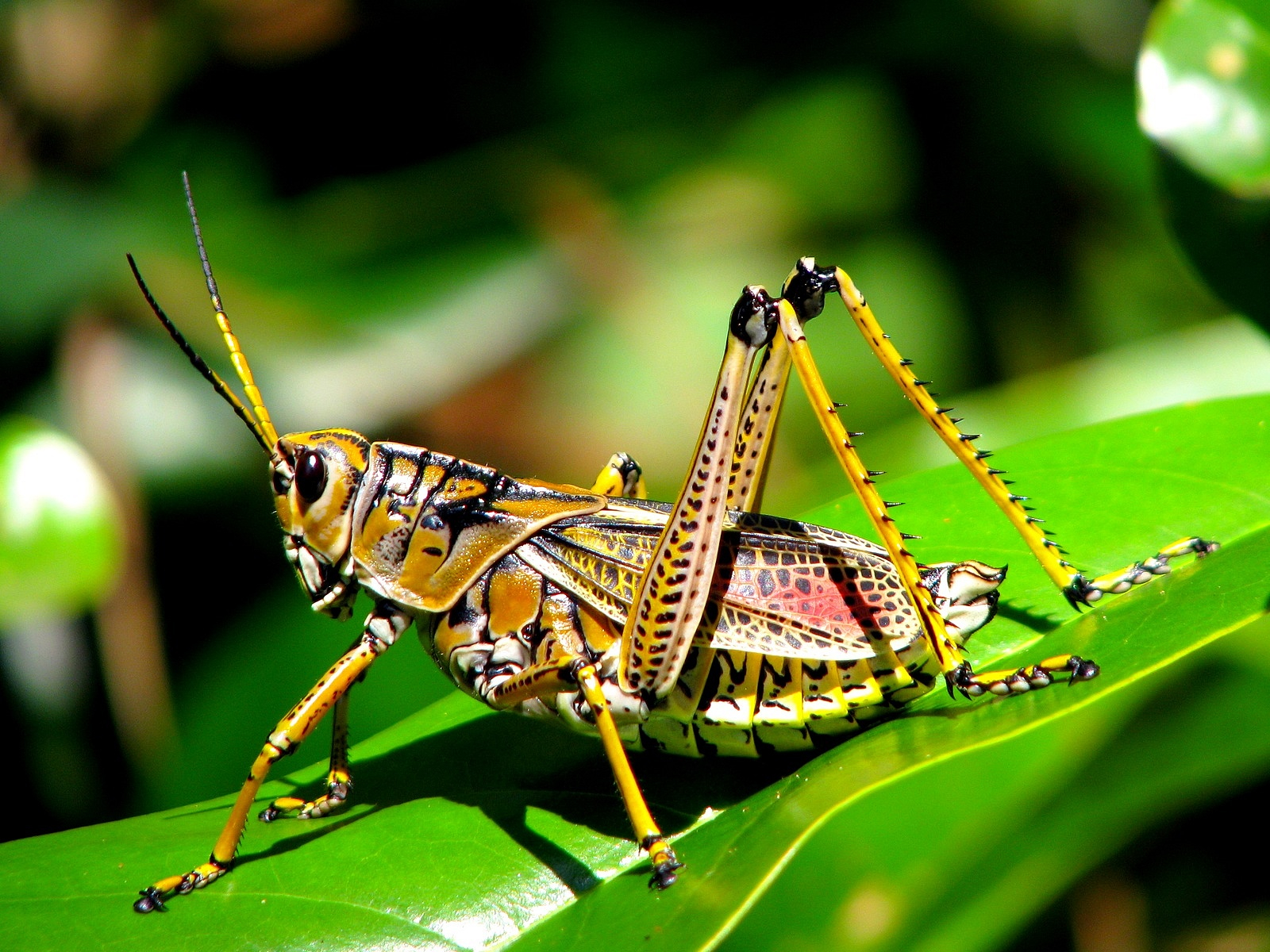 Are there grasshoppers in Heaven?