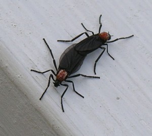 lovebugsjpg-300x269.jpg