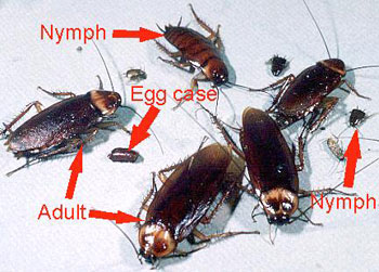 pictures of cockroaches species