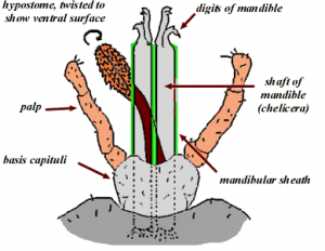 tick hystome pestcemetery.com