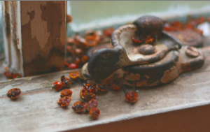 ladybugs on window sill pestcemetery.com