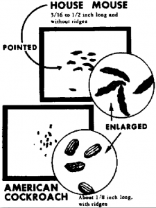mouse poop vs. roach poop pestcemetery.com
