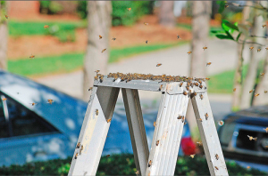 bees on a ladder pestcemetery.com