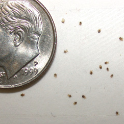 Getting rid of bird mites | Pest Cemetery