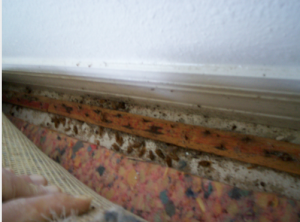 roaches baseboards carpet under bug german roach treating sin pestcemetery come right job cemetery