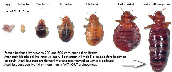 What Do Bed Bugs Look Like Pest Cemetery