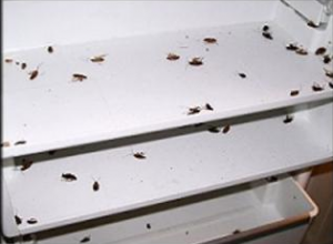 refrigerator roaches