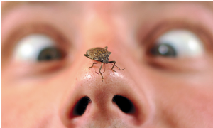 stink bug on nose http://pestcemetery.com/