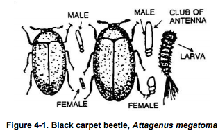 Black carpet beetle http://pestcemetery.com/