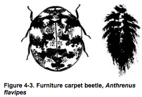 furniture carpet beetle http://pestcemetery.com/