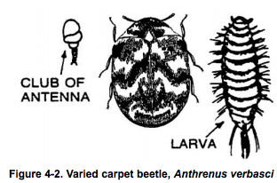 varied carpet beetle http://pestcemetery.com/