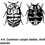 common carpet beetle http://pestcemetery.com/