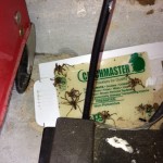 spider sticky http://pestcemetery.com/