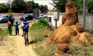 termite mound on sidewalk http://pestcemetery.com/