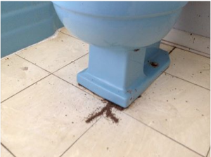 termite tunnels coming from toilet http://pestcemetery.com/