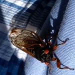 cicada http://pestcemetery.com/