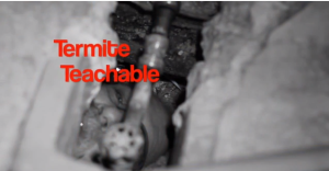 Termite Teachable moment htttp://pestcemetery.com/