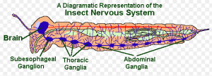 nerves of insect http://pestcemetery.com/