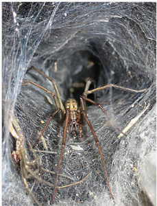 Giant house spider http://pestcemetery.com/