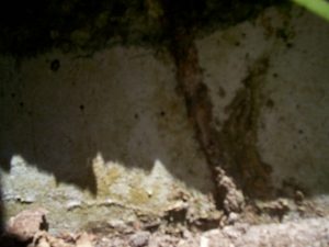 termite tunnel pestcemetery.com