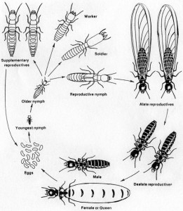 termite life cycle pestcemetery.com