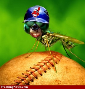 baseball fly pestcemetery.com