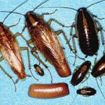 german roach stages of life pestcemetery.com