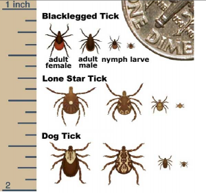 tick comparison pestcemetery.com