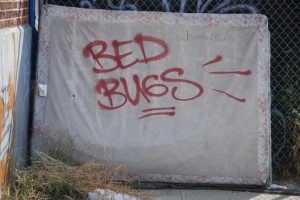 bed-bug-mattress pestcemetery.com