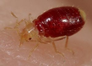 bed-bug-nymph pestcemetery.com