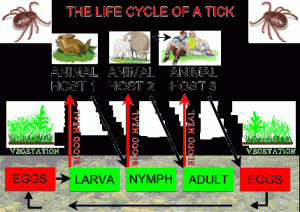 tick life cycle pestcemetery.com