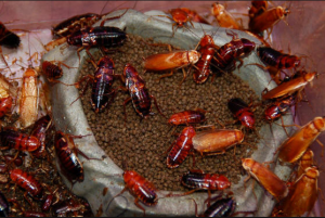 roaches in pet food https://pestcemetery.com/