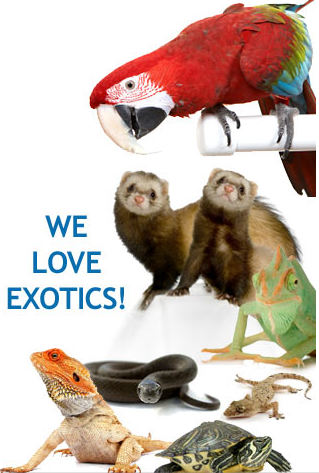 Exotic Pets,exotic pet store,exotic pet store near me,exotic pets for sale,exotic pet vet near me