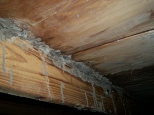 termites in floor joists pestcemetery.com