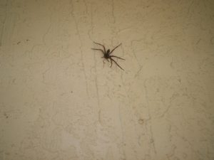 6 legged spider pestcemetery.com