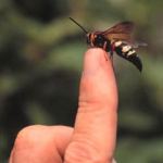 the harmless cicada killer pestcemetery.com