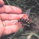 cicada killer climbing on hand pestcemetery.com