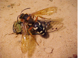 cicada killer catches her prey pestcemetery.com
