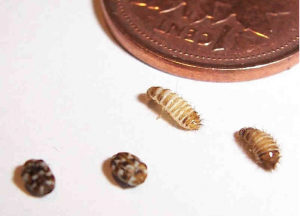 carpet beetle and larvae pestcemetery.com
