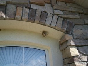 paper wasp nest pestcemetery.com