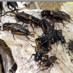 crickets pestcemetery.com