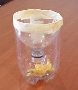 gnat trap with banana pestcemetery.com