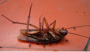 big dead roach pestcemetery.com