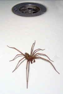 spider in a tub pestcemetery.com