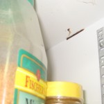 bait in cabinet pestcemetery.com