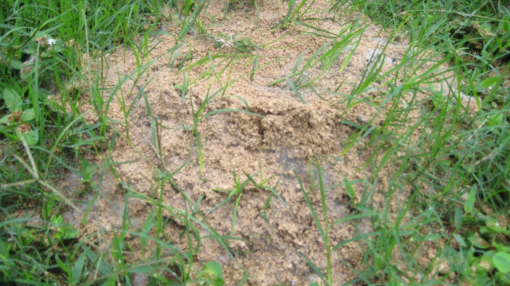 Making mound cakes with fire ants | Pest Cemetery